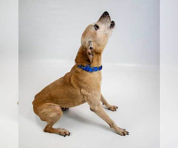Medium Photo #4 Greyhound-Jack Russell Terrier Mix Puppy For Sale in Kennesaw, GA, USA
