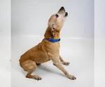 Small #3 Greyhound-Jack Russell Terrier Mix