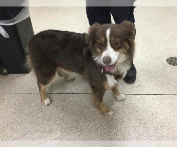 Medium Photo #1 Australian Shepherd Puppy For Sale in Riverside, CA, USA