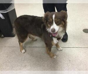 Australian Shepherd Dogs for adoption in Riverside, CA, USA