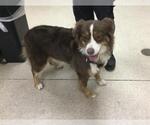 Small Australian Shepherd