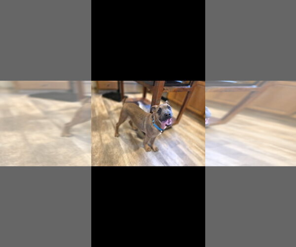 Medium Photo #1 Mutt Puppy For Sale in New London, WI, USA