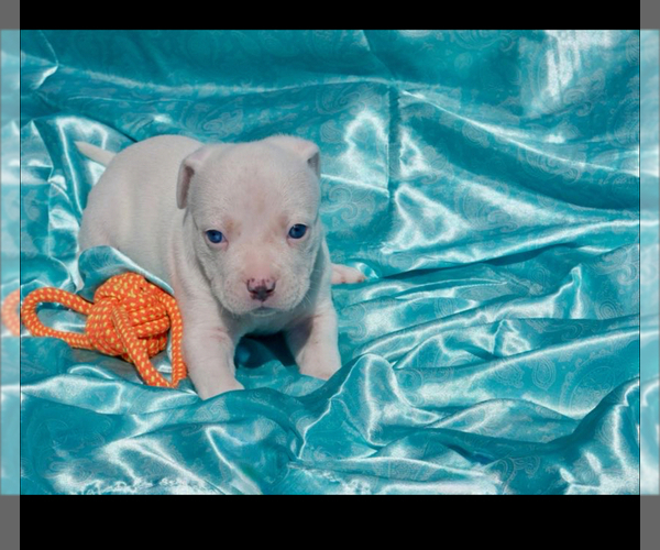 Medium Photo #2 American Bully Puppy For Sale in RICHMOND, VA, USA