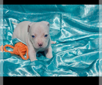 Small #1 American Bully