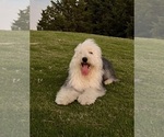 Small Photo #1 Sheepadoodle Puppy For Sale in MATHISTON, MS, USA