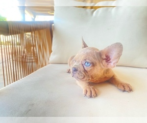French Bulldog Dog for Adoption in MORENO VALLEY, California USA