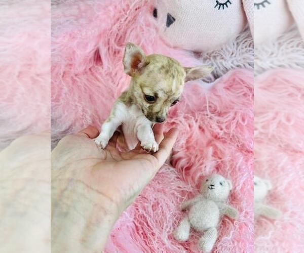 Medium Photo #20 Chihuahua Puppy For Sale in FORT LAUDERDALE, FL, USA