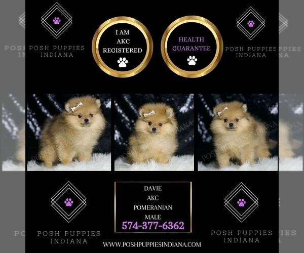 Medium Photo #2 Pomeranian Puppy For Sale in WARSAW, IN, USA
