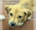 Small #13 Labrador Retriever Mix