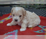 Image preview for Ad Listing. Nickname: Litter of 3