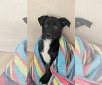Small #1 Labrador Retriever Mix
