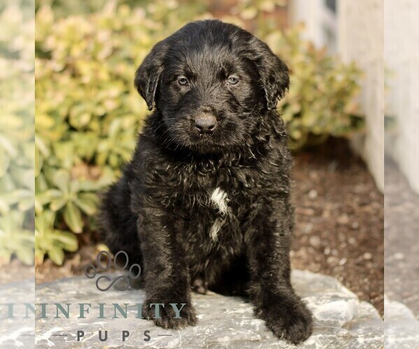 Medium Photo #1 Labradoodle Puppy For Sale in RONKS, PA, USA
