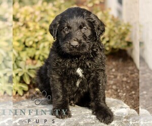Labradoodle Puppy for sale in RONKS, PA, USA