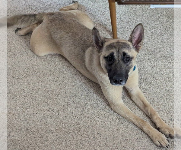 Medium Photo #2 German Shepherd Dog-Unknown Mix Puppy For Sale in Newfoundland, PA, USA