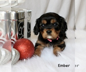 Cavalier King Charles Spaniel Puppy for sale in WATERLOO, NY, USA