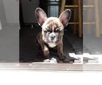 Small Photo #6 French Bulldog Puppy For Sale in HOLTSVILLE, NY, USA