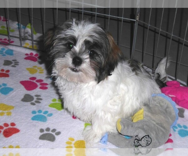 Medium Photo #10 Mal-Shi Puppy For Sale in ORO VALLEY, AZ, USA