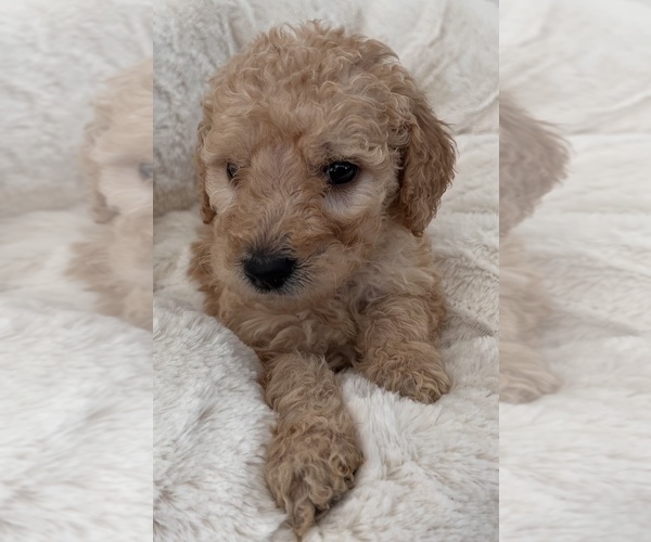 Medium Photo #1 Goldendoodle Puppy For Sale in COLORADO SPRINGS, CO, USA