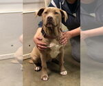 Small #1 American Pit Bull Terrier-Labrador Retriever Mix