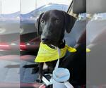 Small #7 Rottweiler Mix