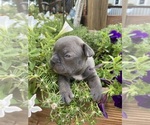 Small #3 Faux Frenchbo Bulldog