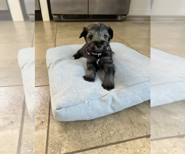 Medium Photo #4 Schnauzer (Miniature) Puppy For Sale in RIVERSIDE, CA, USA