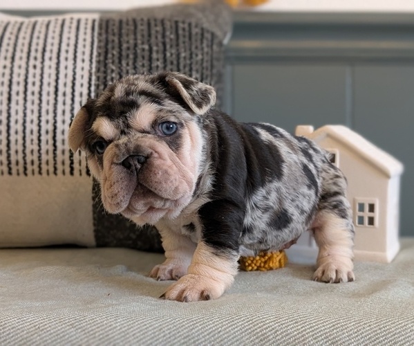 Medium Photo #3 French Bulldog Puppy For Sale in GOSHEN, IN, USA