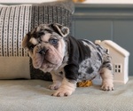 Small #1 French Bulldog