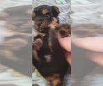Puppy Emerald Yorkshire Terrier