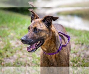 German Shepherd Dog-Unknown Mix Dogs for adoption in Royal Palm Beach, FL, USA
