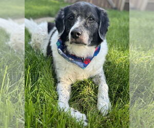 English Springer Spaniel-Unknown Mix Dogs for adoption in Princeton, MN, USA