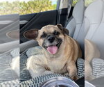 Small Puggle