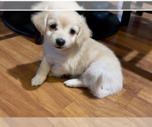 Papillon Puppy for sale in MONTEREY PARK, CA, USA