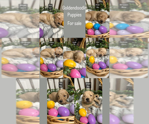 Goldendoodle-Poodle (Standard) Mix Puppy for sale in DOWLING PARK, FL, USA