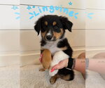 Small Border Collie Mix