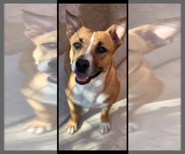 Medium Photo #1 Mutt Puppy For Sale in Oak Bluffs, MA, USA