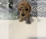 Small Photo #5 Goldendoodle (Miniature) Puppy For Sale in MEDFORD, MA, USA