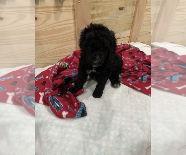 Medium Photo #19 Poodle (Standard) Puppy For Sale in TAMPA, FL, USA