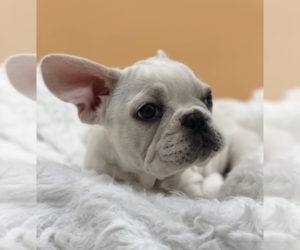 French Bulldog Puppy for sale in KENILWORTH, IL, USA