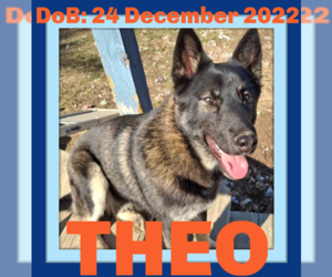 - Mix Dogs for adoption in Sebec, ME, USA
