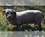 Small #4 Dachshund