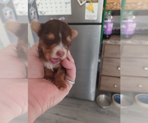 Yorkshire Terrier Puppy for sale in COLTON, NY, USA
