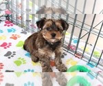 Small #4 Yorkshire Terrier