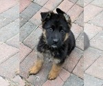 Small #1 German Shepherd Dog