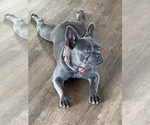 Small Photo #1 French Bulldog Puppy For Sale in MARSHVILLE, NC, USA