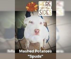 Mutt Dogs for adoption in Claremore, OK, USA