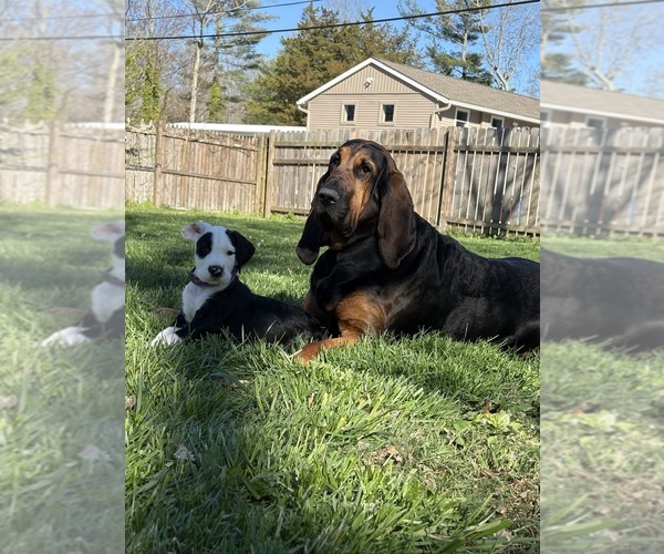 Medium Photo #2 Great Dane-Sheepadoodle Mix Puppy For Sale in EGG HARBOR CITY, NJ, USA