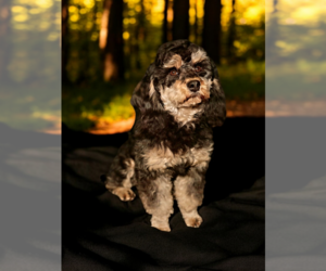 Cavapoo (Miniature) Puppy for sale in MILLVILLE, MN, USA