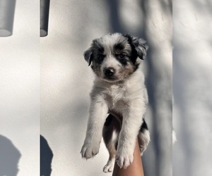 Australian Shepherd Puppy for sale in TYLER, TX, USA