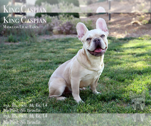 French Bulldog Puppy for sale in WHITEWATER, CO, USA
